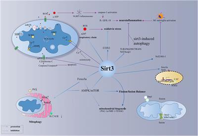 Sirtuin-3: A potential target for treating several types of brain injury